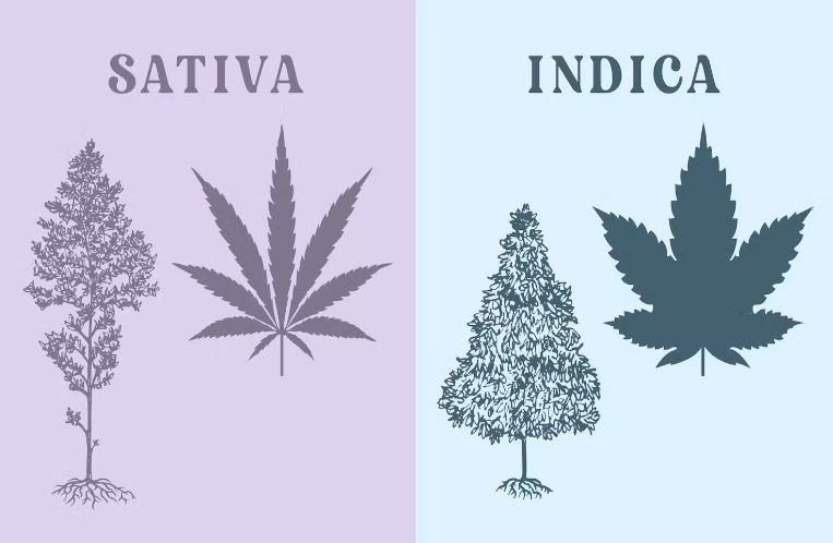 Illustrated photo of Sativa and Indica cannabis plants and leaves shown side-by-side for comparison