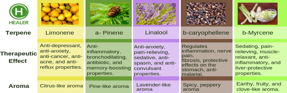 Textual view listing therapeutic effects of common Terpenes present in Cannabis, including: Limonene, a-pinene, Linalool, b-caryophellene, b-myrcene